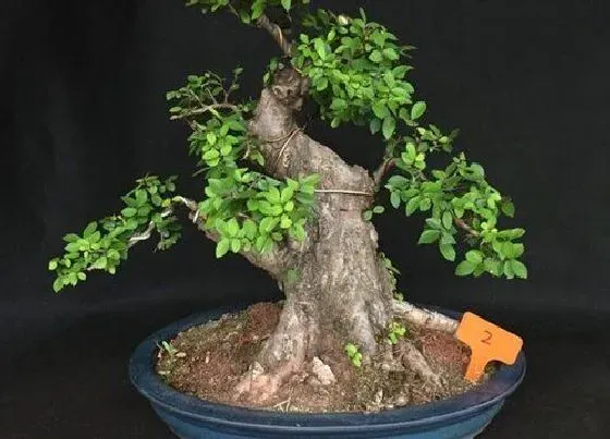 种植管理|榆木的生长周期是多长时间