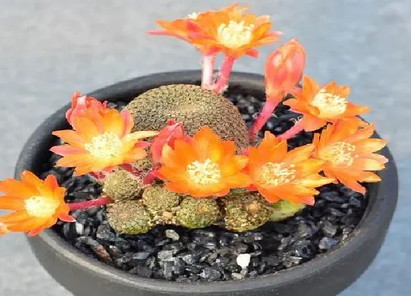 养殖科普|仙人球会开花吗