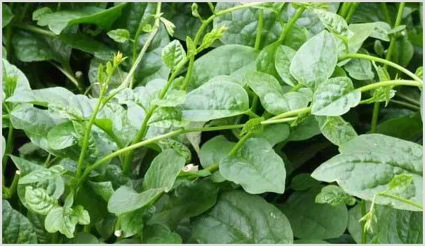 高产木耳菜需要掌握的栽培技术有哪些？ | 耕种资料