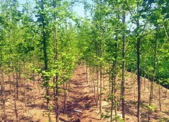 树之最|风景树有哪些
