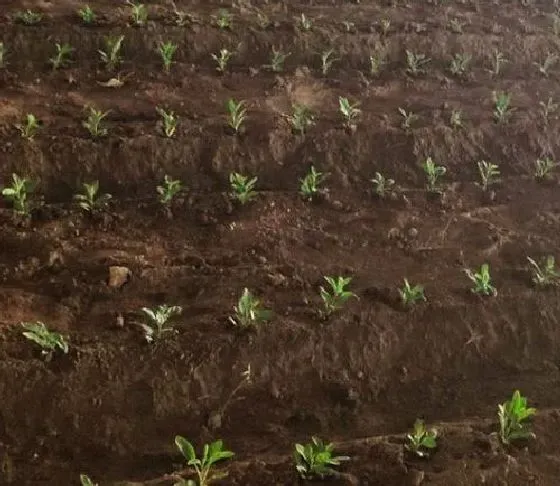 植物虫害|西红柿病虫害防治技术 常见防治方法与措施