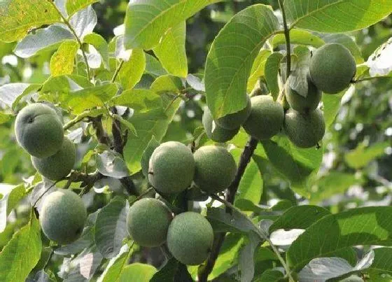 植物修剪|核桃树怎么修剪方法