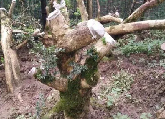 植物种类|野生黄杨木是国家保护植物吗