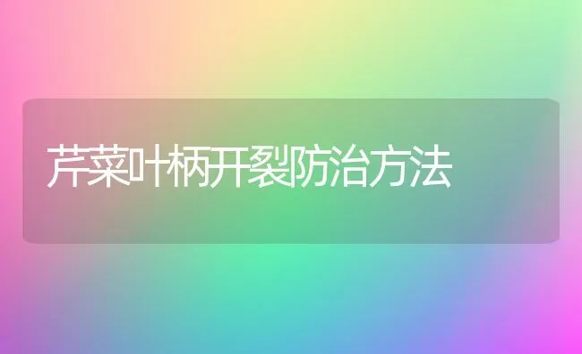 芹菜叶柄开裂防治方法 | 蔬菜种植