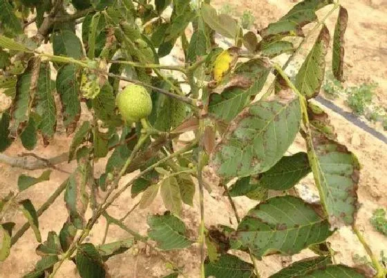 植物虫害|核桃树病虫害防治技术与方法措施