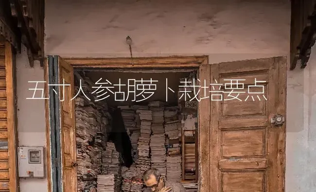 五寸人参胡萝卜栽培要点 | 蔬菜种植