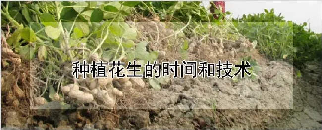 种植花生的时间和技术 | 养殖技术