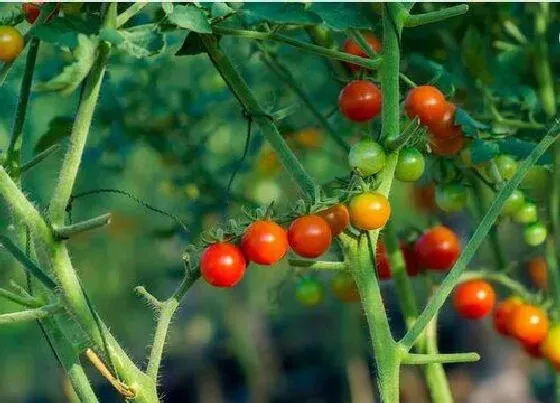 种植管理|番茄适合几月份种植