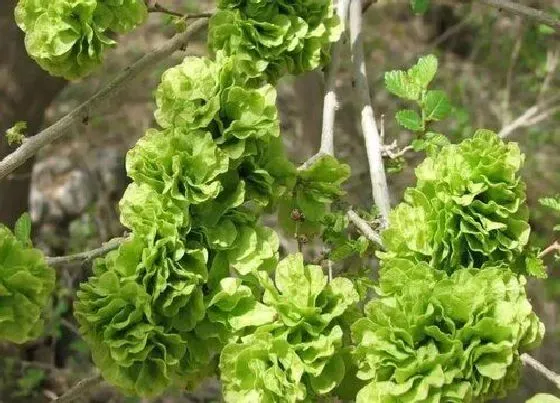 植物百科|榆钱树开花吗 开花什么样子