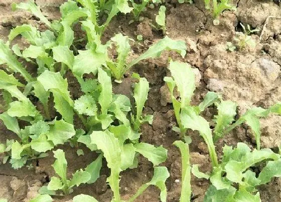 阳台摆放|阳台种植苦菊的时间和方法