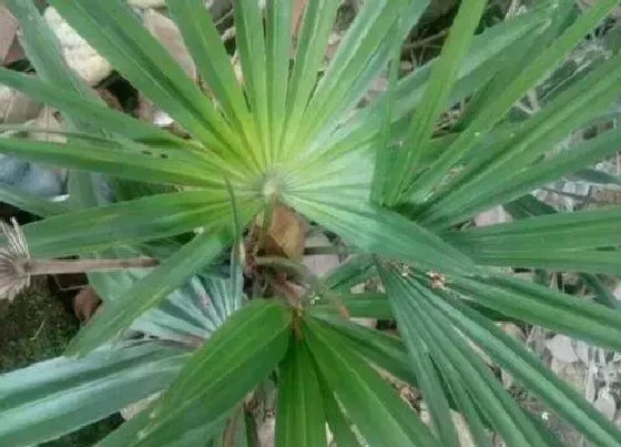 植物百科|龙棕是什么植物类别