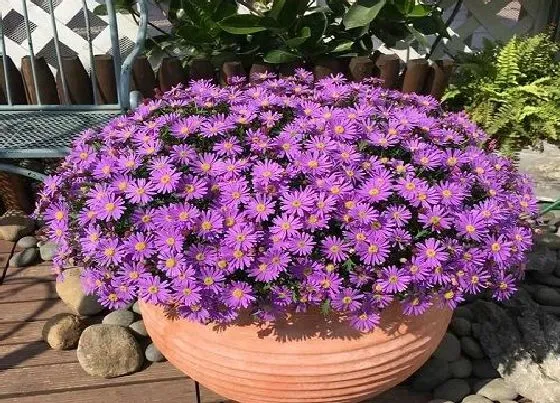 植物百科|雏菊是什么植物