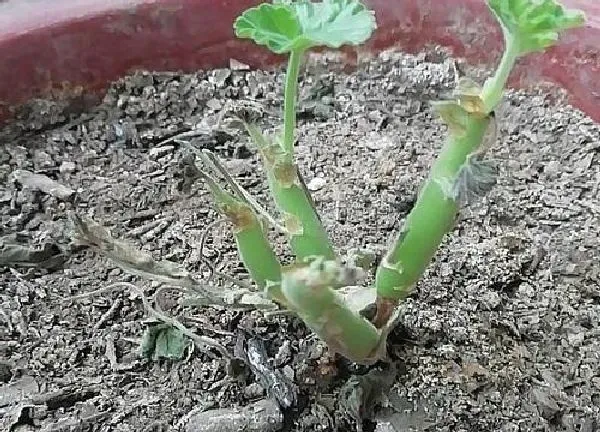 植物浇水|天竺葵移盆后要浇水吗