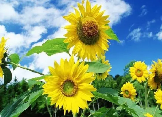 花卉百科|代表努力的花
