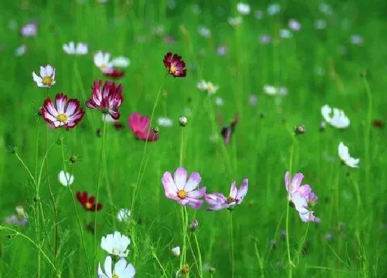 冬天植物|格桑花耐寒吗