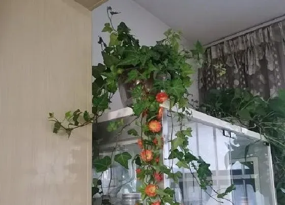 植物排行|养在水里的植物有哪些