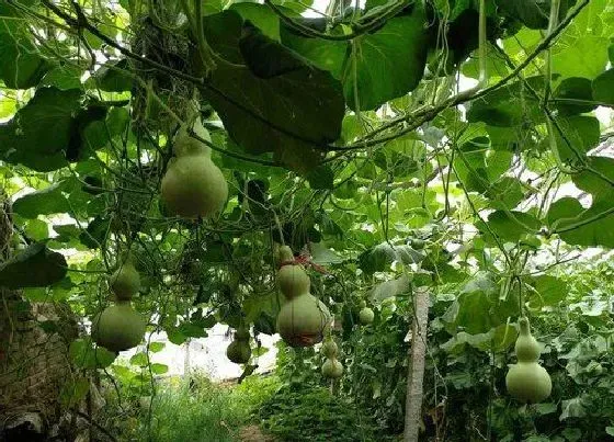 植物播种|葫芦种子怎么种植