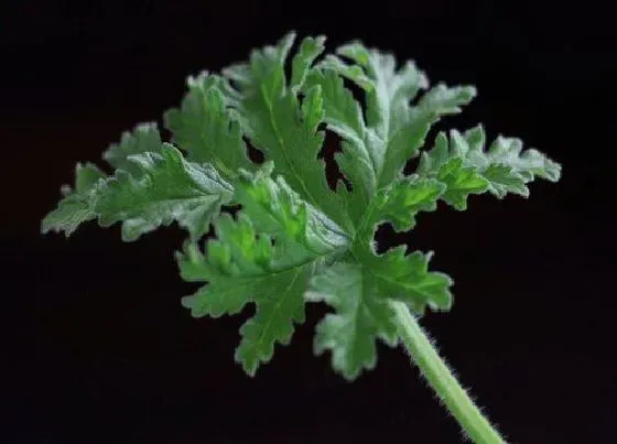 种植方法|驱蚊草怎么种植 栽种时间和方法