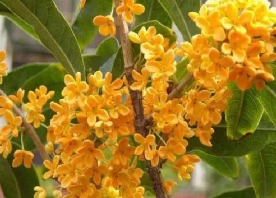 植物排行|桂花树有多少品种