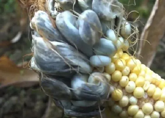 植物病害|玉米常见病害有哪些图片 玉米常见的病害及防治方法