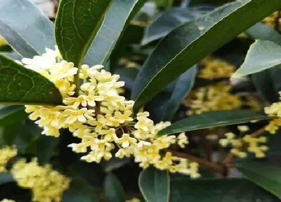 冬天植物|桂花耐寒最低温度（桂花零下多少度能冻死）