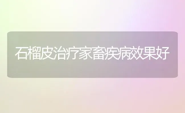 石榴皮治疗家畜疾病效果好 | 瓜果种植