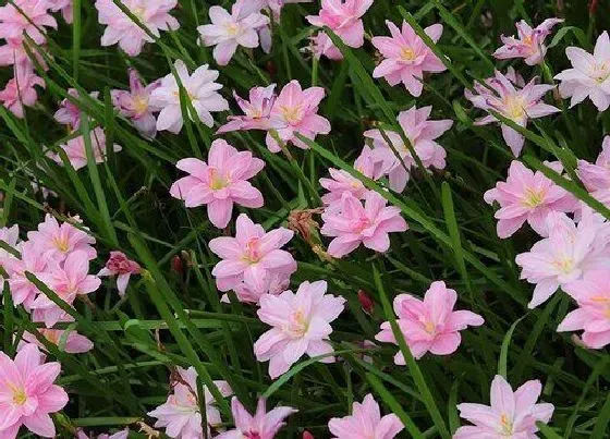 冬天植物|风雨兰怎么过冬天