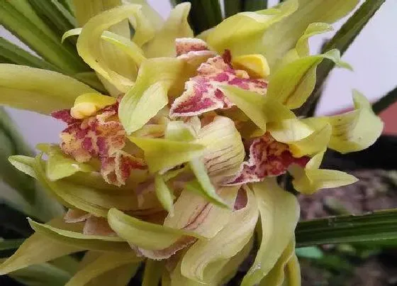 植物种类|最香的四季兰花品种 四季开花的兰花有哪些品种