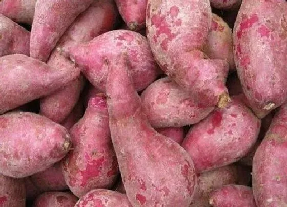 植物排行|红薯什么品种最好