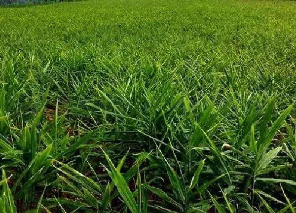 植物换土|种姜用什么土最好