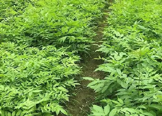 植物施肥|杨树施什么肥最好