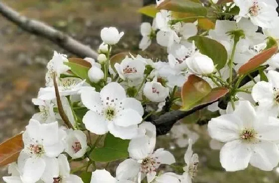 颜色花|梨树的花是什么颜色 长什么形状样子
