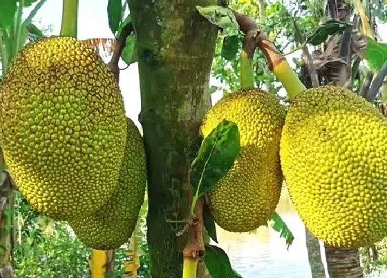 冬天植物|菠萝蜜树在北方冬天怎么过冬 北方菠萝蜜树冬天会冻死吗