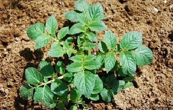 种植方法|土豆的种植方法和时间