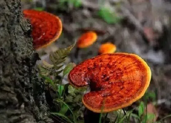 功效常识|灵芝草的功效与作用及食用方法