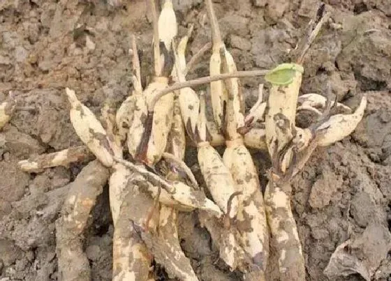 种植管理|藕几月份种植合适