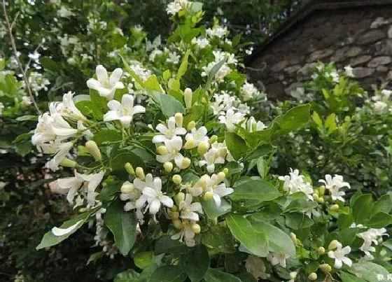 开花时间|十里香什么时候开花 花期是几月