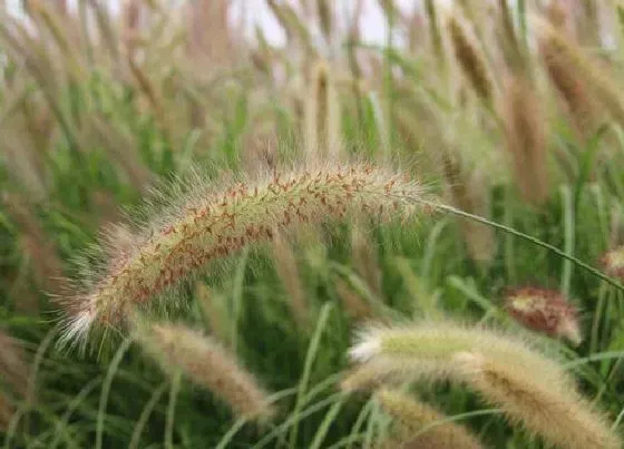 生长环境|狗尾草的生长环境及生长地方条件