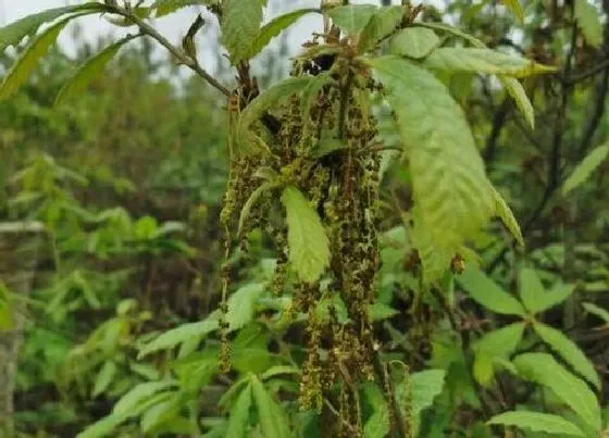 植物种类|栎树是什么树种 长什么样子