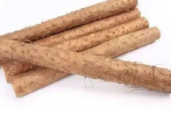 食用技巧|铁棍山药怎么挑选好吃的