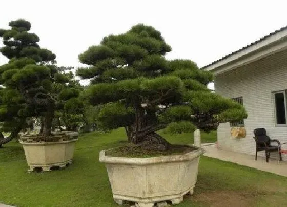 种植位置|黑松可以种在家门口吗