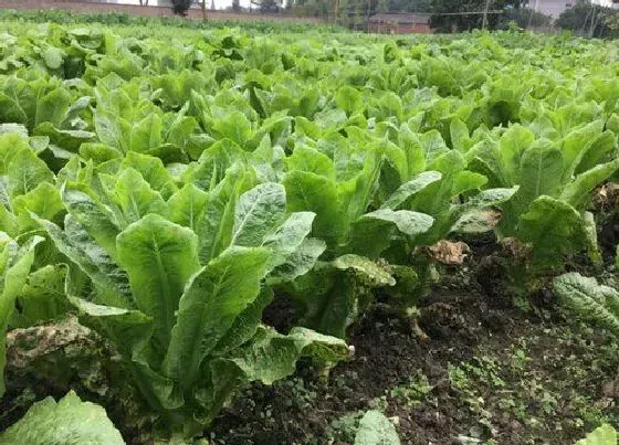 植物播种|莴笋什么时候播种合适