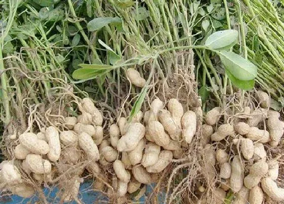 种植管理|花生的种植时间和收获时间