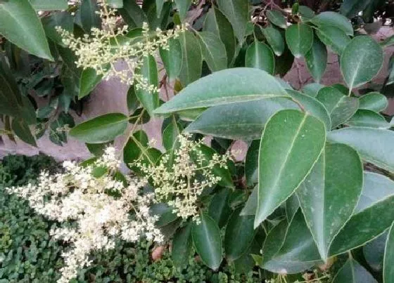 植物百科|大叶黄杨开花吗 开花什么样子