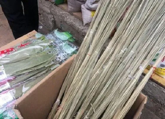 植物百科|粽绳是什么植物的叶子