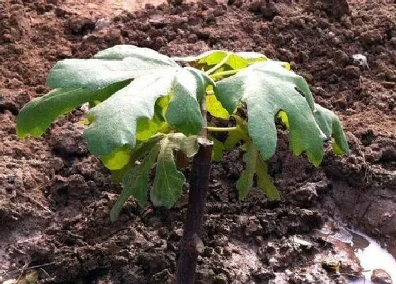 种植土壤|无花果适合什么土壤种植