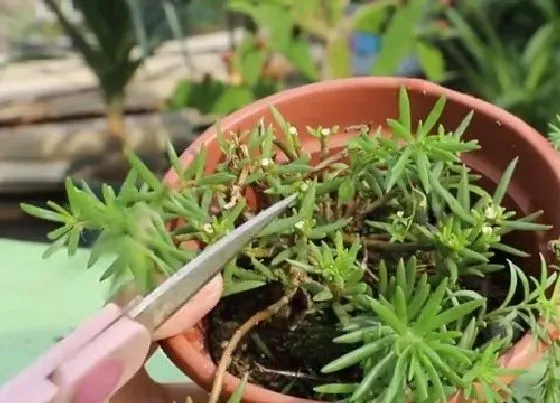 种植管理|太阳花打顶时间及方法步骤(图解)