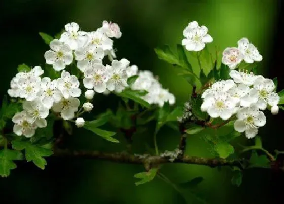 颜色花|梨树花是什么颜色的