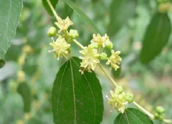 颜色花|枣树花是什么颜色的