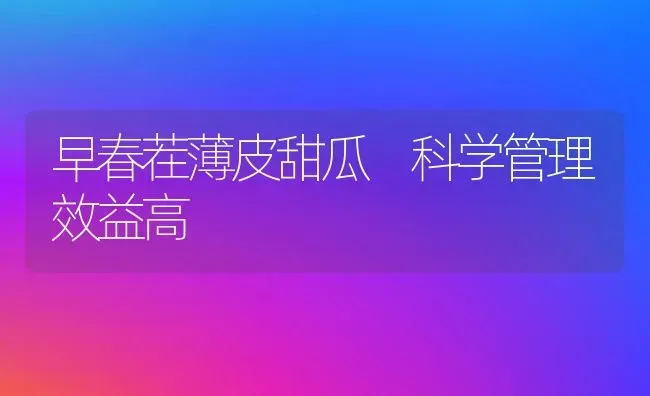 早春茬薄皮甜瓜 科学管理效益高 | 瓜果种植